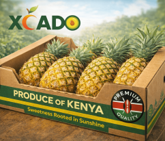Kenyan Pineapple Exp
