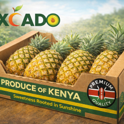 Kenyan Pineapple Exp