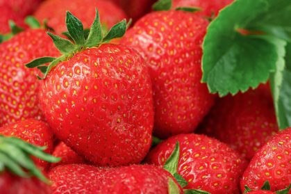 Kenyan strawberry farm in Nyandarua highlands ready for export