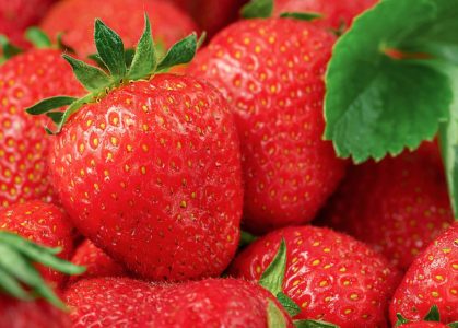 Export-grade Kenyan strawberries packed in punnets Kenyan strawberry farm in Nyandarua highlands ready for export