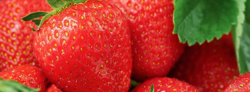 Export-grade Kenyan strawberries packed in punnets Kenyan strawberry farm in Nyandarua highlands ready for export