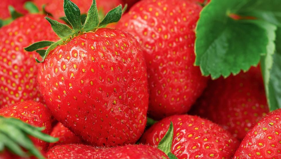 Kenyan strawberry farm in Nyandarua highlands ready for export