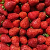 vibrant-close-up-of-pile-of-red-strawberries-2026-03-17-14-43-09-utc vibrant-close-up-of-pile-of-red-strawberries-2026-03-17-14-43-09-utc