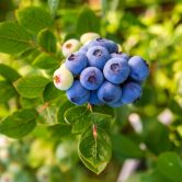 blueberry-farm-with-bunch-of-ripe-fruits-on-tree-d-2026-01-09-07-22-50-utc (1) blueberry-farm-with-bunch-of-ripe-fruits-on-tree-d-2026-01-09-07-22-50-utc (1)