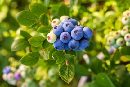 blueberry-farm-with-bunch-of-ripe-fruits-on-tree-d-2026-01-09-07-22-50-utc (1) blueberry-farm-with-bunch-of-ripe-fruits-on-tree-d-2026-01-09-07-22-50-utc (1)
