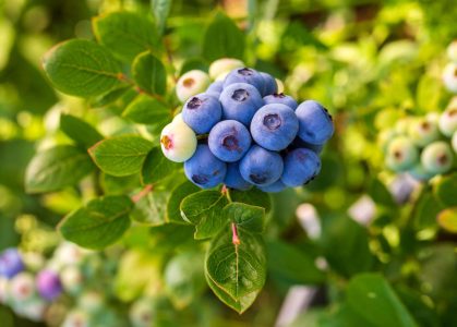 blueberry-farm-with-bunch-of-ripe-fruits-on-tree-d-2026-01-09-07-22-50-utc (1)