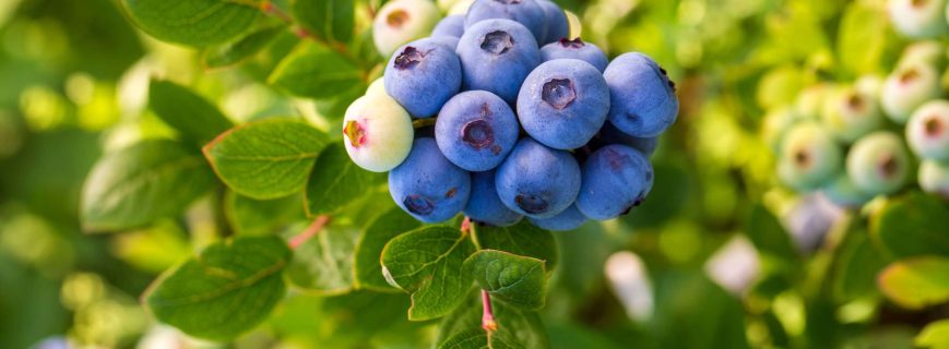 blueberry-farm-with-bunch-of-ripe-fruits-on-tree-d-2026-01-09-07-22-50-utc (1) blueberry-farm-with-bunch-of-ripe-fruits-on-tree-d-2026-01-09-07-22-50-utc (1)