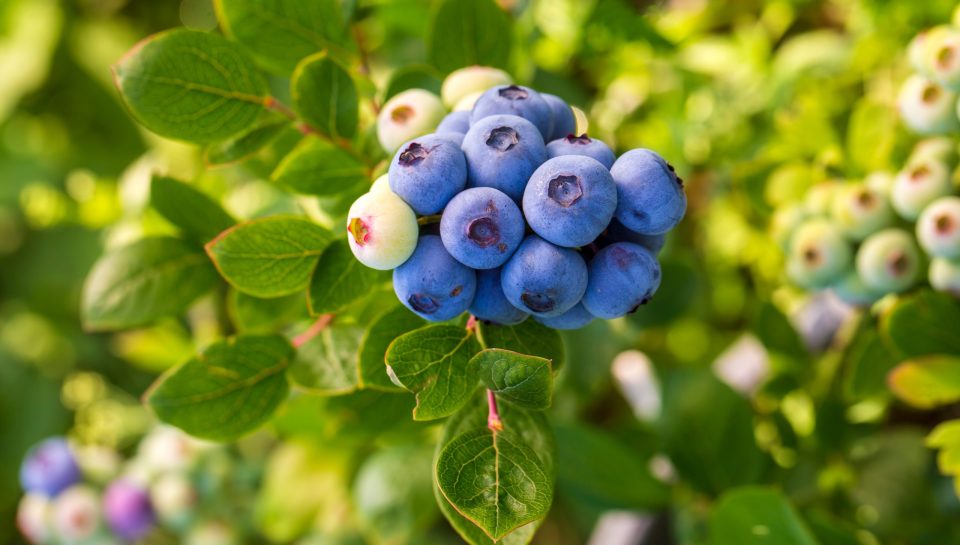 blueberry-farm-with-bunch-of-ripe-fruits-on-tree-d-2026-01-09-07-22-50-utc (1)