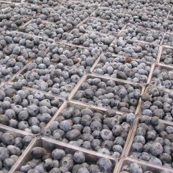 Fresh Blueberries