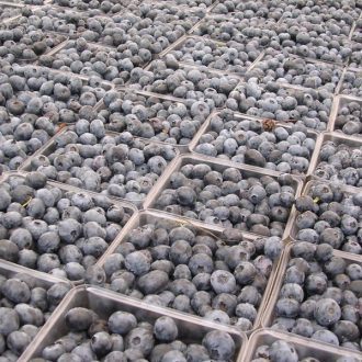 Fresh Blueberries 5 Fresh Blueberries