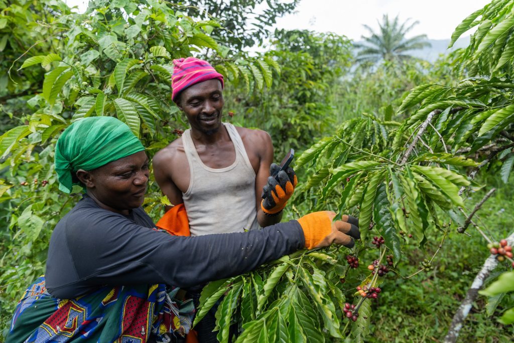 Kenya Coffee Harvest Timing: 5 Essential Secrets to a Perfect Cup 3 Harvesting Coffee Berries By Two African Farmers I 2026 09 23 20 44 26 Utc 1