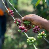 Kenya coffee harvest timing — pickers selecting ripe cherries in Nyeri