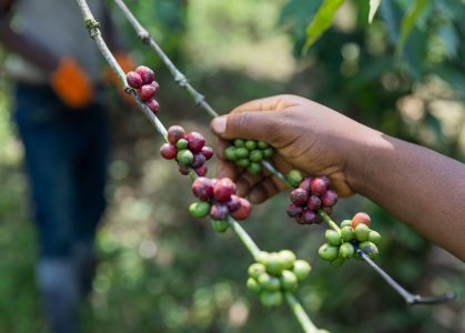 Kenya coffee harvest timing — pickers selecting ripe cherries in Nyeri