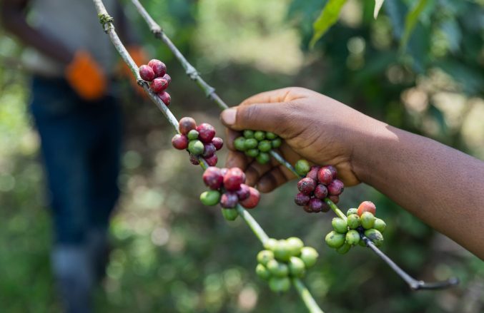 Kenya coffee harvest timing — pickers selecting ripe cherries in Nyeri