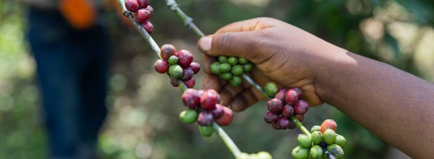 Kenya coffee harvest timing shapes cup quality. Kenya coffee harvest timing — pickers selecting ripe cherries in Nyeri