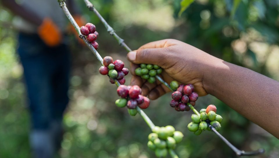 Kenya coffee harvest timing — pickers selecting ripe cherries in Nyeri