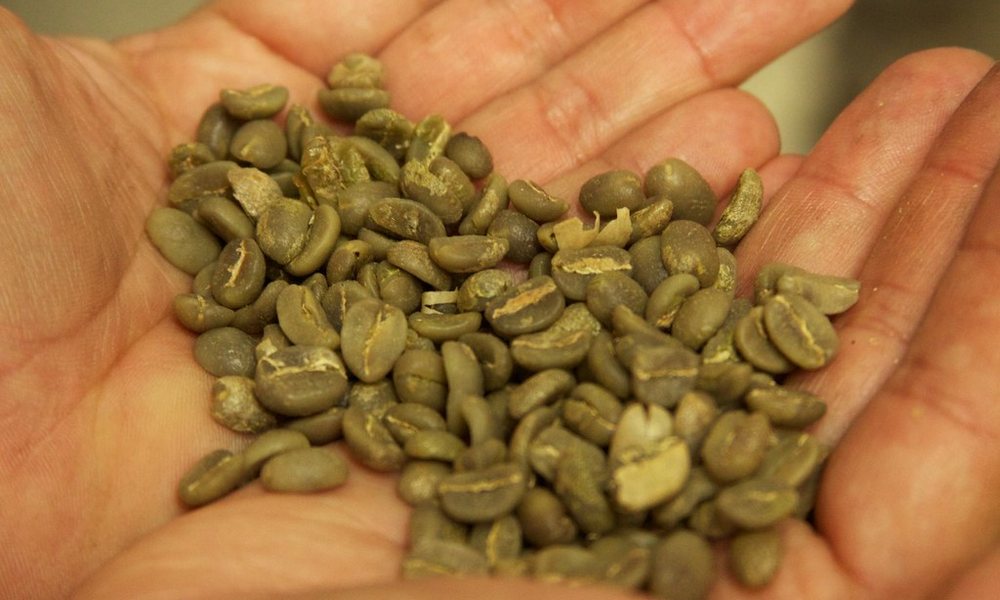 Karibrew Green Coffee — Kenya AA (60kg) 3 Karibrew Green Coffee Kenya Aa
