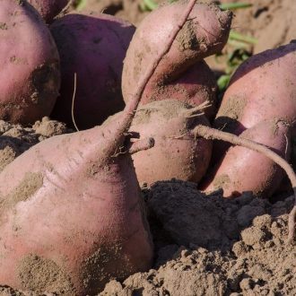 Sweet Potatoes 7 Sweet Potatoes
