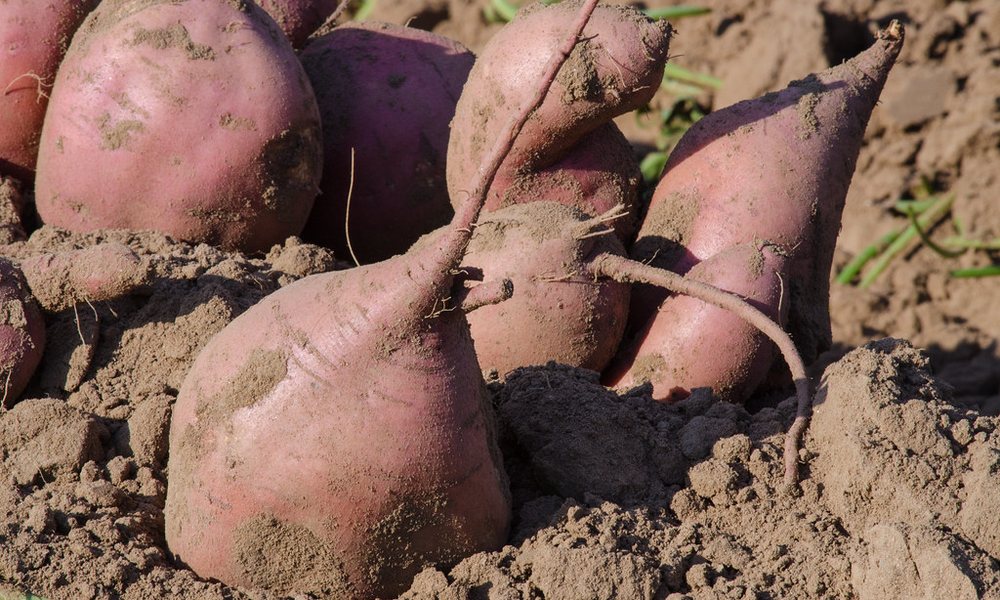 Sweet Potatoes 3 Sweet Potatoes