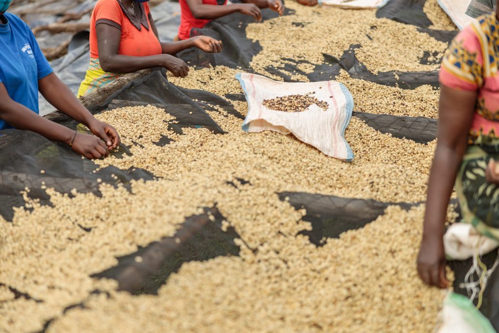 Kenya Coffee Harvest Timing: 5 Essential Secrets to a Perfect Cup 4 Workers Sorting Coffee Beans At Farm 2026 09 24 04 30 18 Utc 1